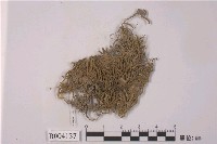 藏品(鼠尾苔)的圖片